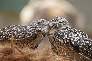 Burrowing owls (Athene cunicularia)