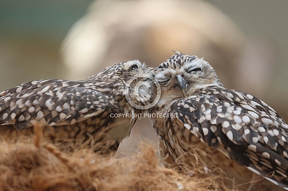 Burrowing owls (Athene cunicularia) Burrowing owls (Athene cunicularia)