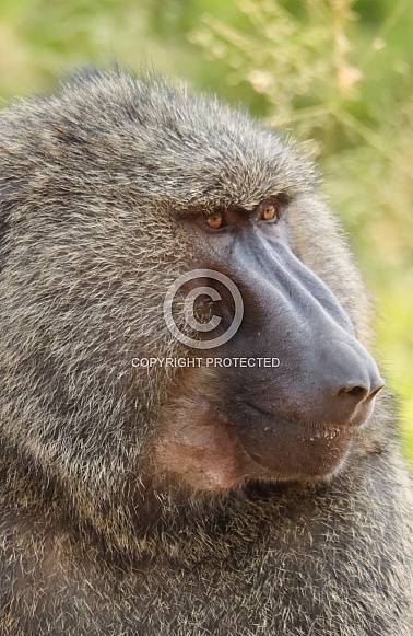 Olive Baboon Olive Baboon