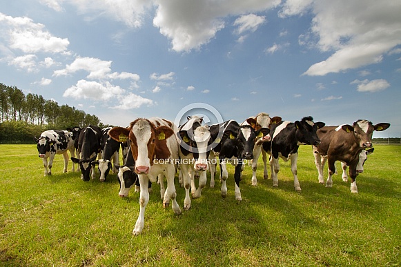 Dutch Cow and Cows