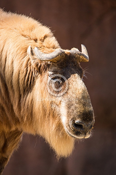 Sichuan Takin Sichuan Takin