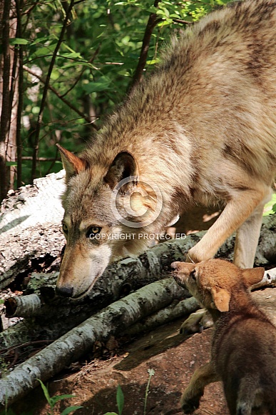 Wolf and Wolf Pups