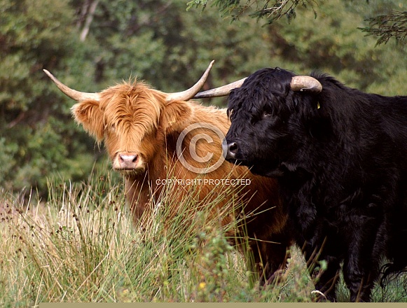 Highland Cattle