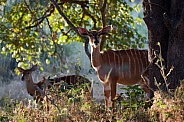 Female Nyalas