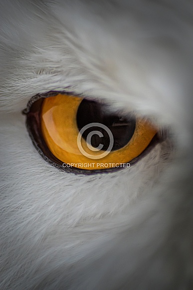 Eye close up Eye close up