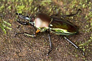 Rainbow stag beetle.