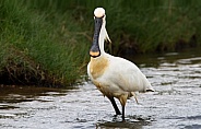 The Eurasian spoonbill