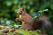 Red Squirrel