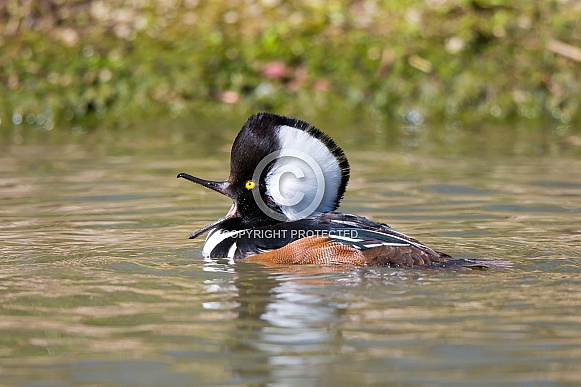 Hooded Merganser Hooded Merganser
