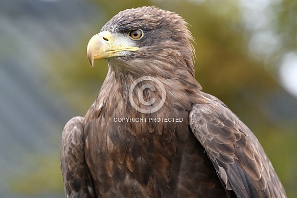 Sea Eagle