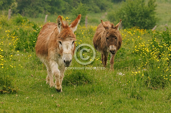 Hillary the red donkey in a field of buttercups