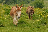 Hillary the red donkey in a field of buttercups