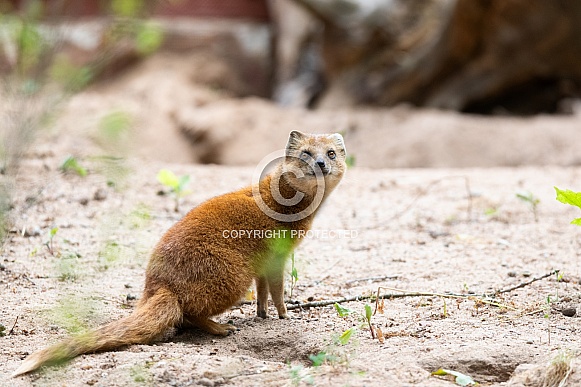 yellow mongoose