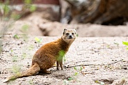 yellow mongoose