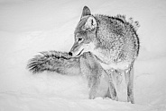 Coyote