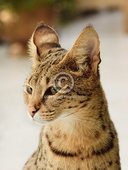 Savannah Cat, F1 Savannah Cat, F1