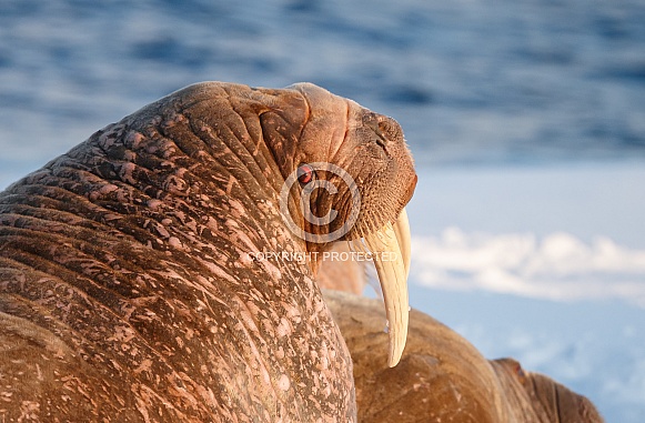 Walrus