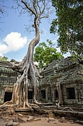 Tetrameles tree - Angkor Wat - Cambodia