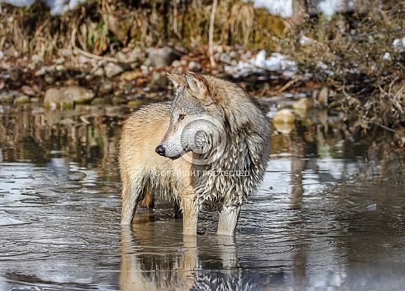 Gray or grey wolf in winter