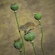 Harvest Mouse