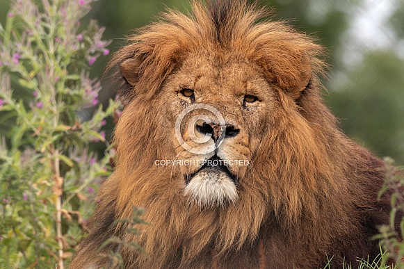 African Lion Close Up