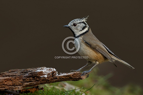 The crested tit or European crested tit