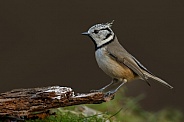 The crested tit or European crested tit