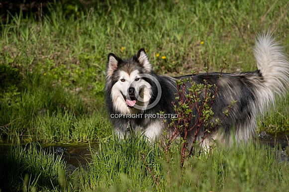 Alaskan Malamute Alaskan Malamute