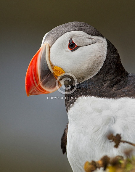 Puffin the birds from the arctic. Puffin the birds from the arctic.