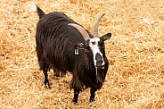 Pygmy Goat Full Body Looking At Camera