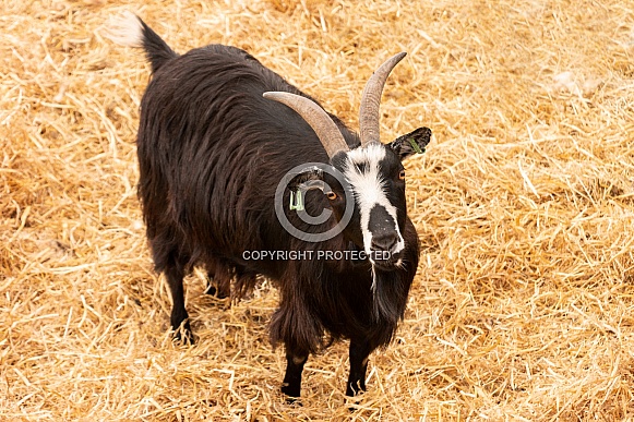 Pygmy Goat Full Body Looking At Camera
