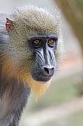 Mandrill (Mandrillus sphinx)