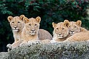 Four Lion Cubs