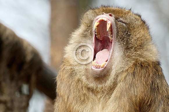 Barbary macaque