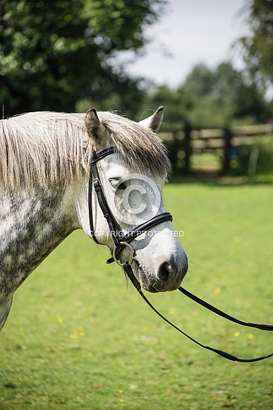 Dapple Grey Highland Pony