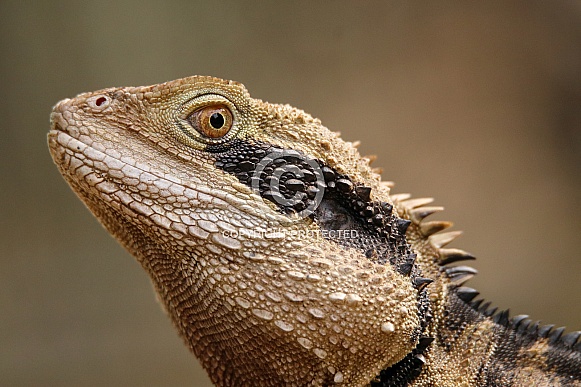 Eastern Water Dragon