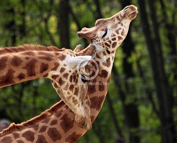 Giraffes
