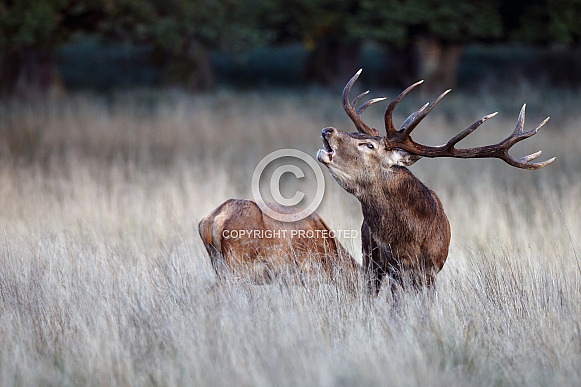 Red Deer in nature Red Deer in nature