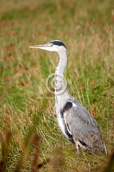 Grey heron