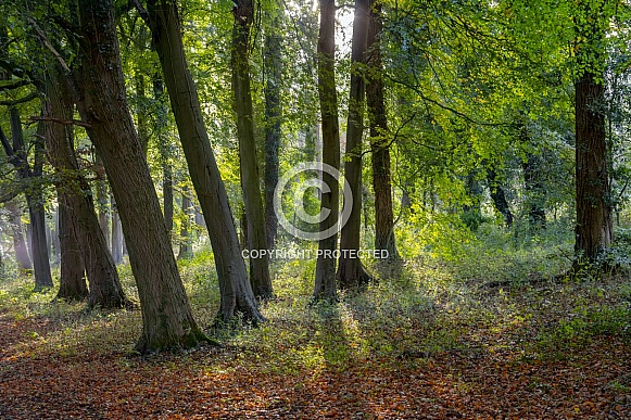 Early autumn woodland scene Early autumn woodland scene