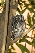 African Scops-Owl