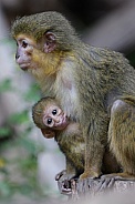 Northern Talapoin Monkey (Miopithecus Ogouensis)