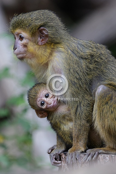 Northern Talapoin Monkey (Miopithecus Ogouensis)
