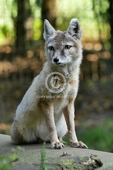 Corsac Fox