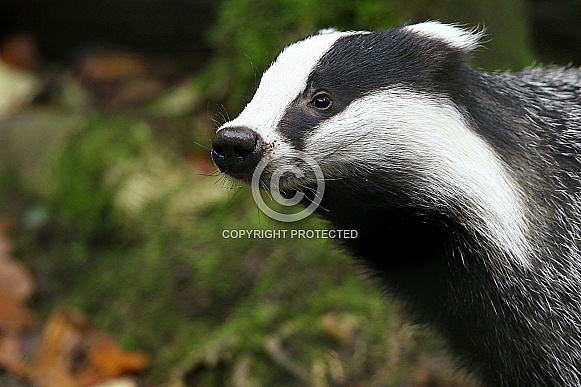 European Badger European Badger