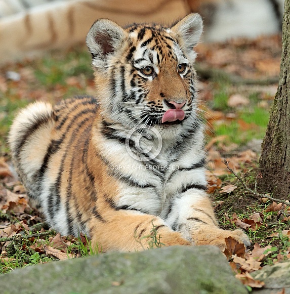 Amur Tiger Cub