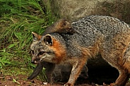 Mother gray fox