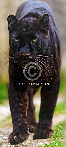 Black Leopard Black Leopard