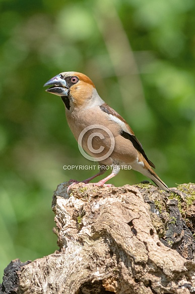 Hawfinch Hawfinch