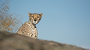 Cheetah
